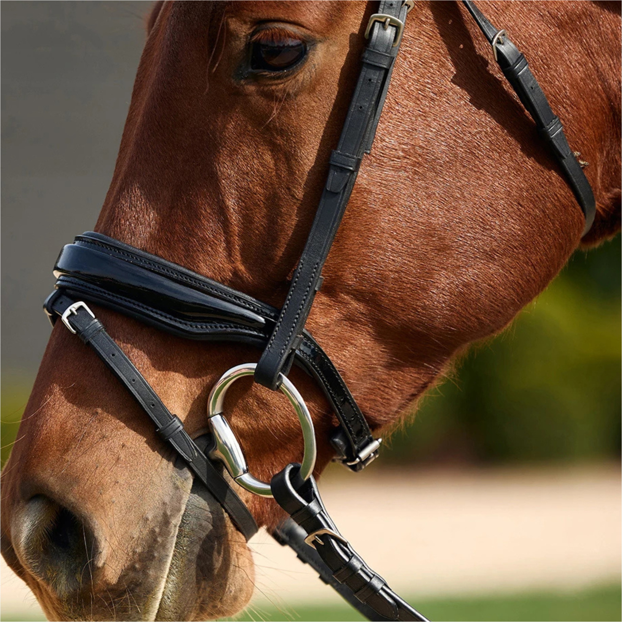 2026 Dublin Gevoerde Comfort Kroon Octrooi Flash Bridle 1031499 - Black